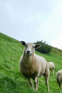 Sheep in a field