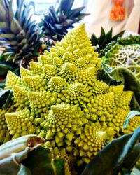 Close-up of fresh green plant