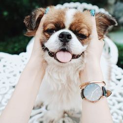 Close-up portrait of dog sticking out tongue at home