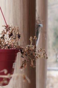 Hanging dry plant