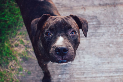 Portrait of dog standing outdoors