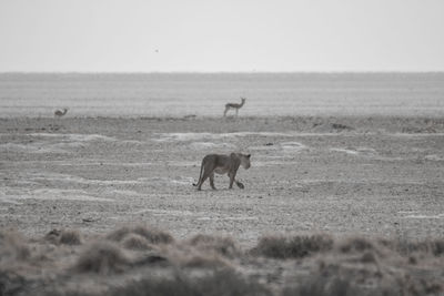 Side view of horse on field