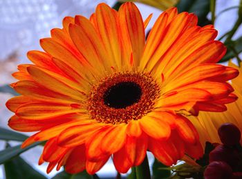 Close-up of orange gerbera daisy