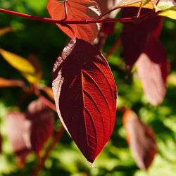 Close-up of autumn leaves