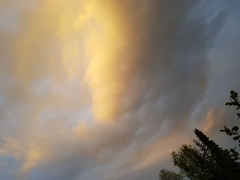 Low angle view of tree against sky during sunset