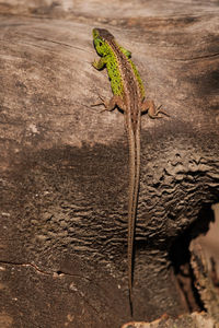 Close-up of lizard on rock