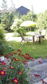 Scenic view of flowers in yard