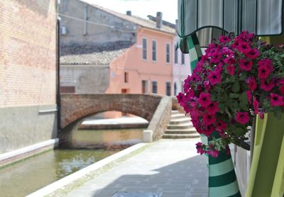 View of purple flowering plants by building