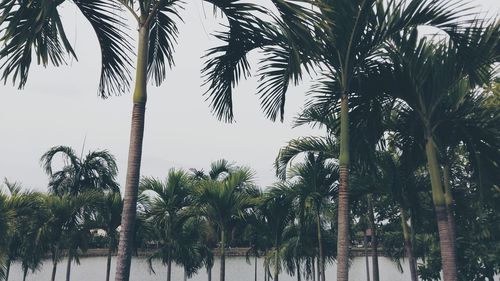 Low angle view of palm trees