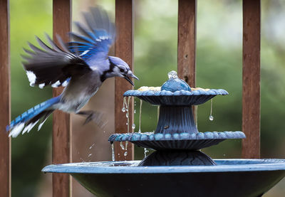 Close-up of birds flying over wooden post