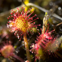 Close-up of pink flowering plant