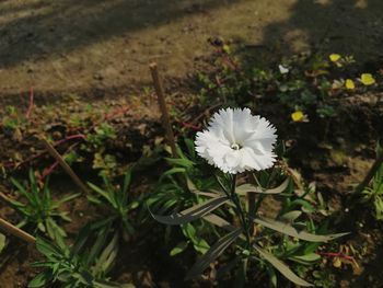 Close-up of white flower blooming outdoors