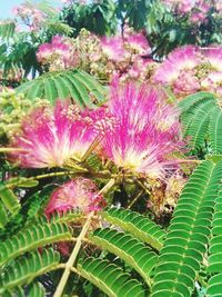 Close-up of pink flowers