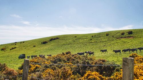 Scenic view of field against sky