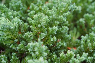 Close-up of pine tree