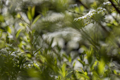 Close-up of fresh green plant