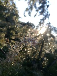 Close-up of plants against blurred background