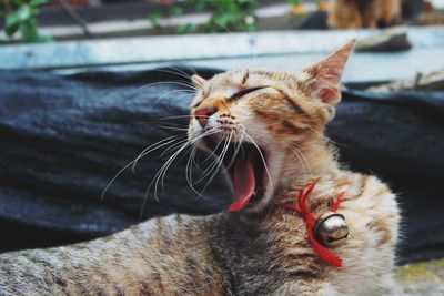 Close-up of cat yawning