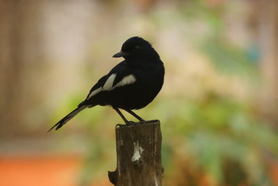 Close-up of bird perching on wooden post