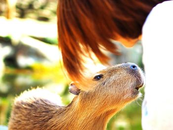 Woman looking at capybara at nagasaki bio park