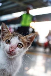 Close-up portrait of a cat
