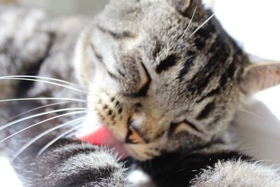 Close-up of cat sleeping