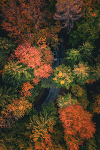 High angle view of road amidst trees during autumn