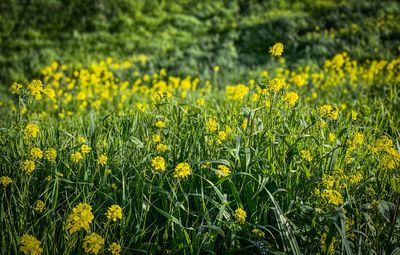 Yellow flowering plants on field