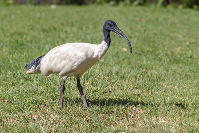 Close up view white ibis in sydney's park, australia