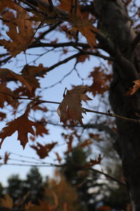 Low angle view of butterfly on leaves during autumn