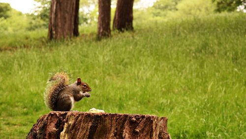 View of squirrel on tree trunk