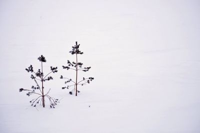 Close-up of tree against sky during winter