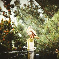 Low angle view of bird perching on tree