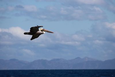 Seagull flying over sea against sky