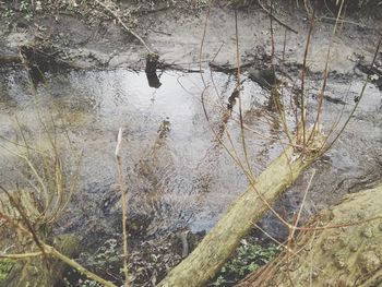 High angle view of tree in lake during winter