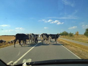 Dog on country road