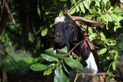 Close-up of a lizard on a tree