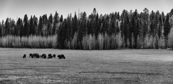 American bison on field against trees