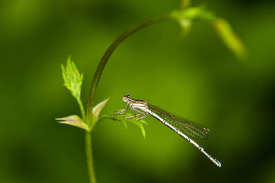 Close-up of damselfly on leaf