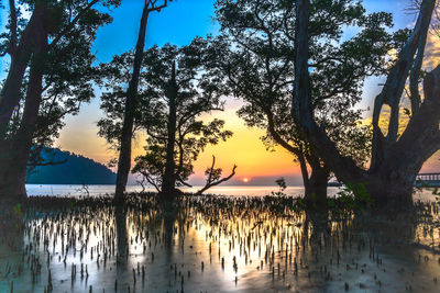 Trees by lake against sky during sunset