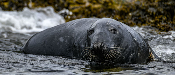 Close-up of horse in sea