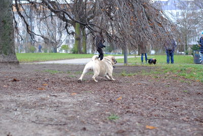 Dog on bare trees against sky