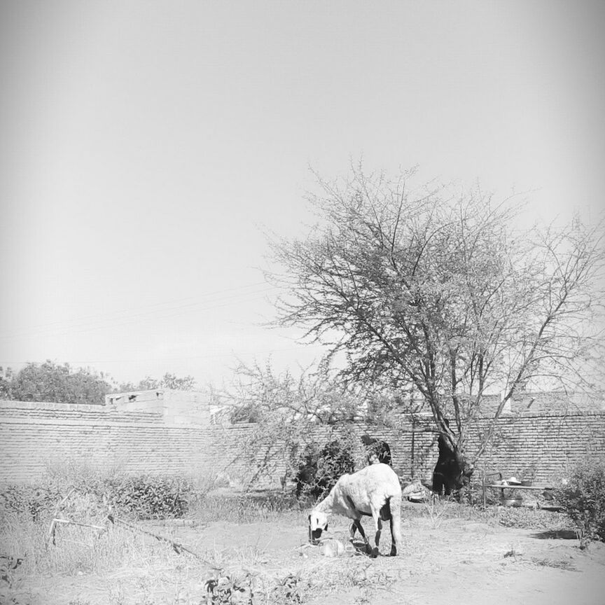 domestic animals, animal themes, mammal, dog, pets, one animal, full length, tree, field, walking, landscape, clear sky, nature, horse, two animals, standing, livestock, day, rear view