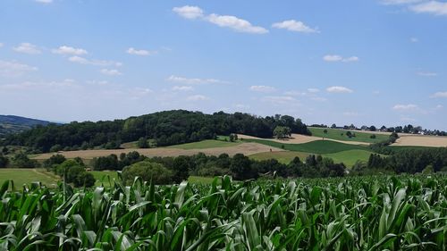 Scenic view of agricultural field against sky