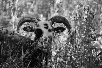 View of sheep on field