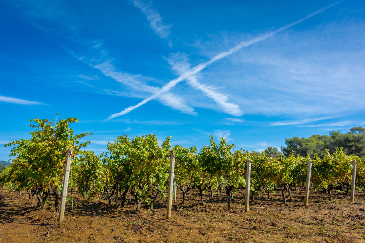 Vineyards in autumn