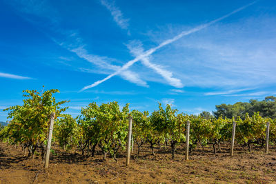 Vineyard against blue sky