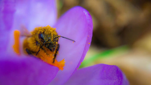 Close-up of insect on purple flower