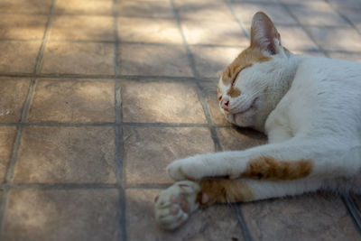 High angle view of a cat lying on floor