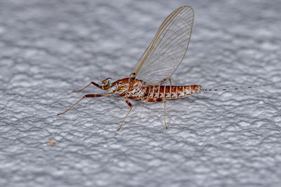 Close-up of insect on floor